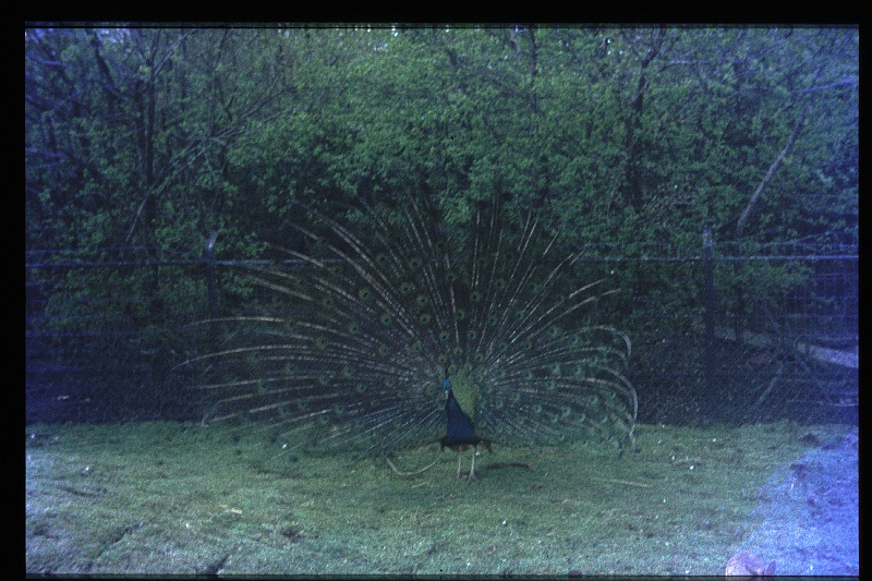 29.Kinderboerderij mrt 1972.JPG